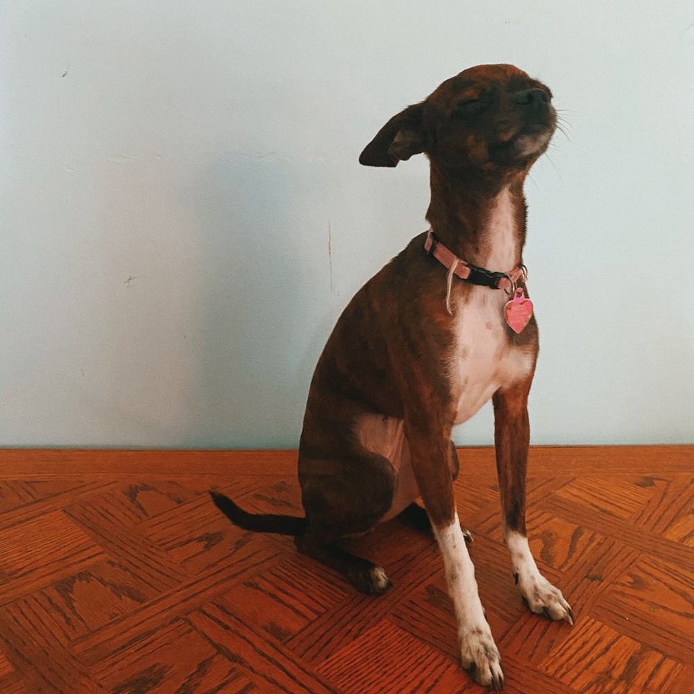 Meet your Posher, Jaime